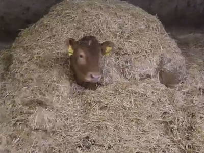 Bild 52 aus  Seewaldhof