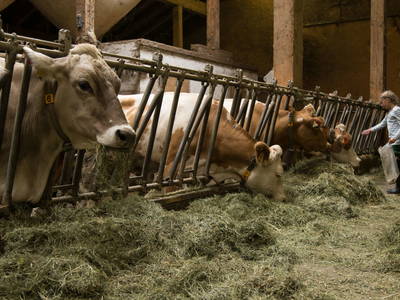 Bild 66 aus  Berghof Burtscher