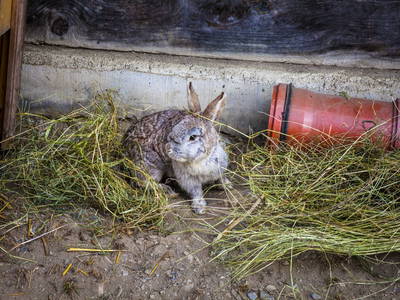 Bild 25 aus  Örgenbauer