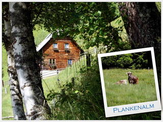 Plankenalm aus Aigen im Ennstal