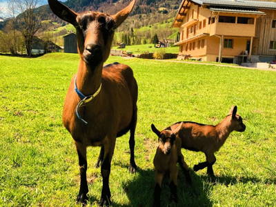 Bild 3 aus  Ferienhof Rösslar