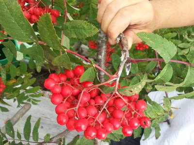 Bild 40 aus  Pürcherhof