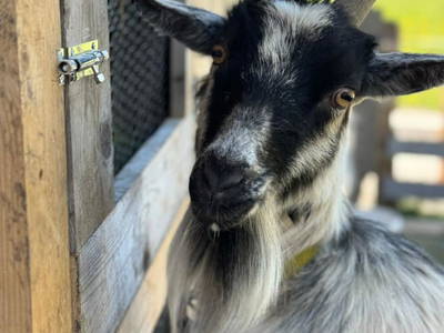 Bild 124 aus  Anderlbauer