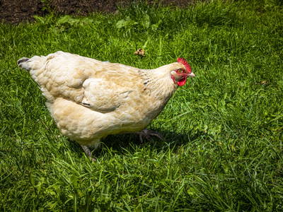 Bild 139 aus  Pesbichl