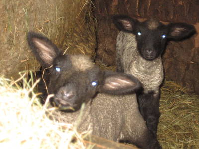 Bild 15 aus  Ferienhaus Labbronnerhof