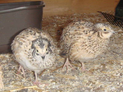 Bild 36 aus  Marteshof