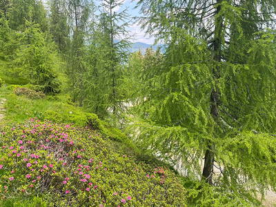 Bild 287 aus Neuwirth Hütte