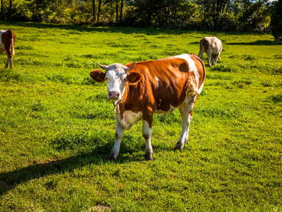 Bild 60 aus  Greischbergerhof