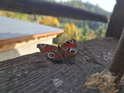 Bild 31 aus  Hudax Hütte