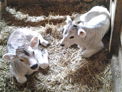 Bild 36 aus  Hoisnhof - Urlaub am Bauernhof - Gries im Sellrain