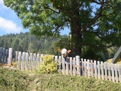 Bild 7 aus  Alm-Ferienhaus Schleinzer