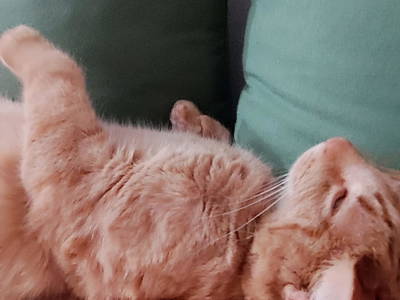 Bild 29 aus  Buchnerhof