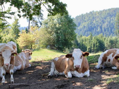 Bild 17 aus  Panorama Ferienhaus am Stopferhof