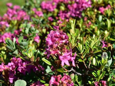 Bild 173 aus  Hoanz´nhof