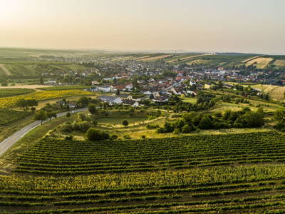 Bild 98 aus  Weingut Himmelbett
