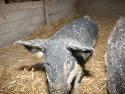 Bild 124 aus  Kaspergut