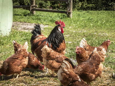 Bild 4 aus  Pochergütl