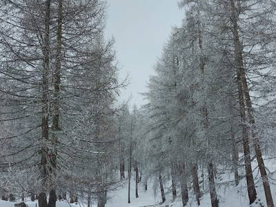 Bild 31 aus  Sauper Kasa