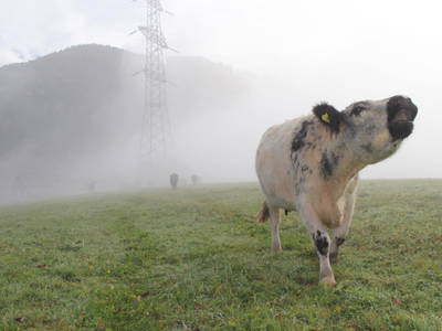 Bild 16 aus  Lutzmannhof Moar z Winklern