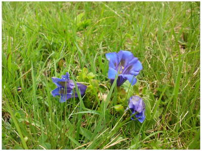Bild 44 aus  Ferienhaus Kerschbaumerhof