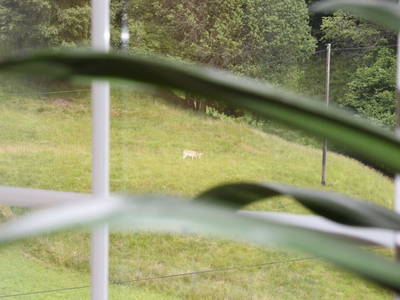 Bild 58 aus  Pirkerhof