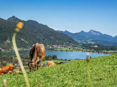 Bild 32 aus  Hagerhof