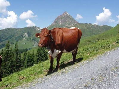 Bild 7 aus  Peilberghof
