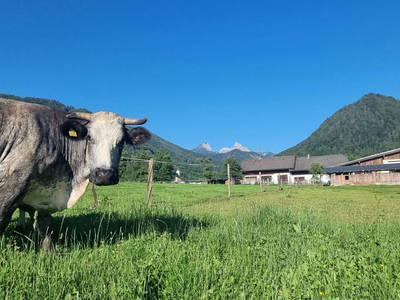 Bild 43 aus  Lackenbauer