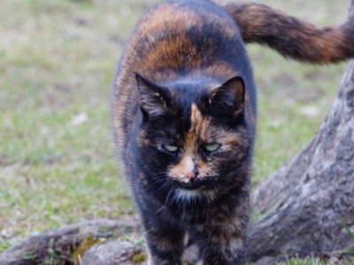 Bild 12 aus  Frankhof