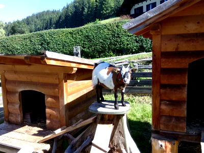 Bild 90 aus Biobauernhof Tonimörtl