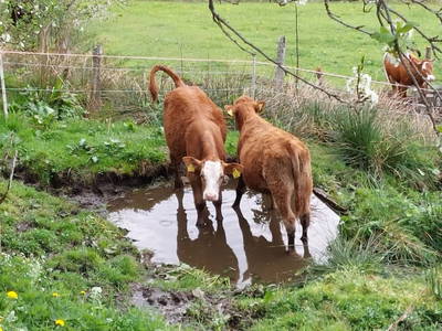 Bild 111 aus  Badlechnerhof