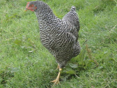 Bild 32 aus  Marteshof