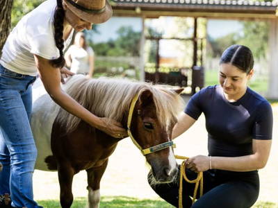 Bild 172 aus  Miniponyhof Wild