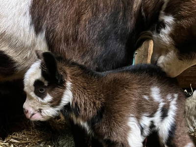 Bild 14 aus  Tuscherhof