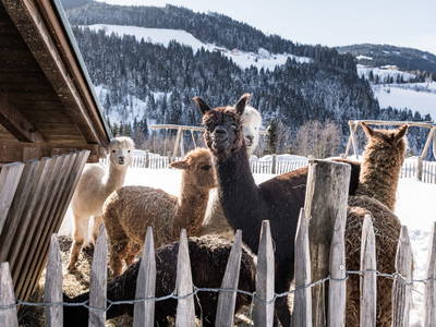 Bild 283 aus  Proneben Gut - Erlebnisbauernhof u. Kuschelhütten