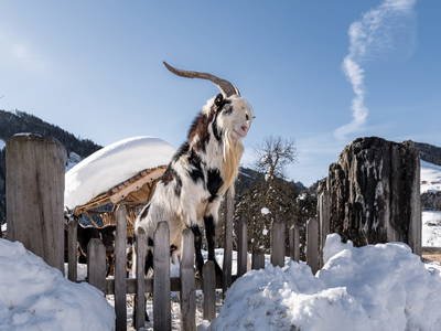 Bild 287 aus  Proneben Gut - Erlebnisbauernhof u. Kuschelhütten