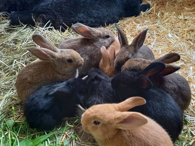 Bild 60 aus  Ferienhof Schneiderweg