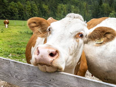 Bild 18 aus  Kesslerhof