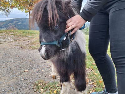 Bild 195 aus  Seewaldhof