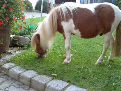 Bild 35 aus  Privatzimmer Würger