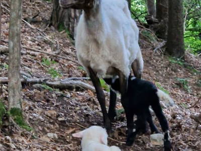 Bild 35 aus  Gsangerer