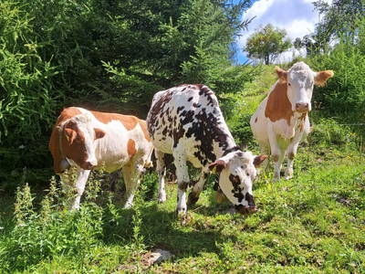Weidetiere rund ums Haus