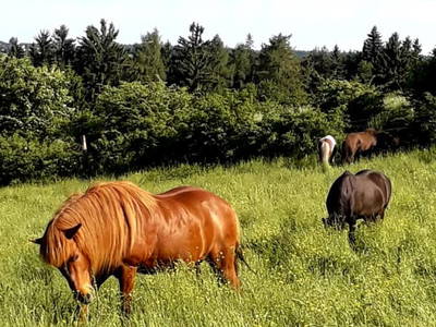 Bild 30 aus  Ferienhaus Plessberg