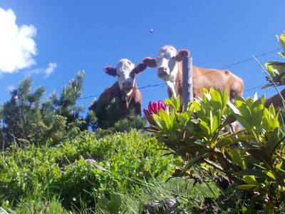 Bild 2 aus  Peitlerhütte