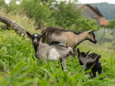 Bild 187 aus  Winzerhof Strablegg