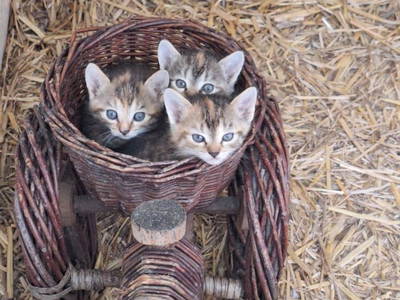 Bild 97 aus  Grabenbauer