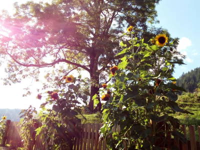 Bild 6 aus  Alm-Ferienhaus Schleinzer