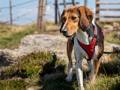 Bild 114 aus  Sank Haus - Alte Mühle