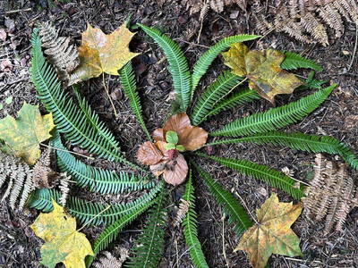 Bild 165 aus  Naturhof Innauer