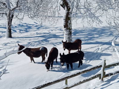 Bild 32 aus  Bauernhof Perhinig